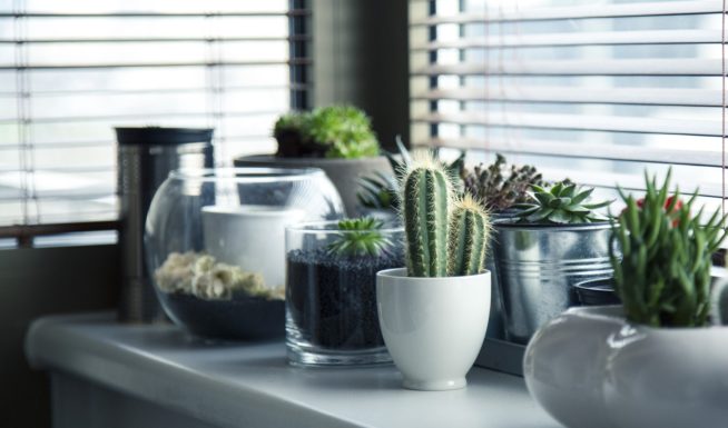 Cactus and other plants by a window.